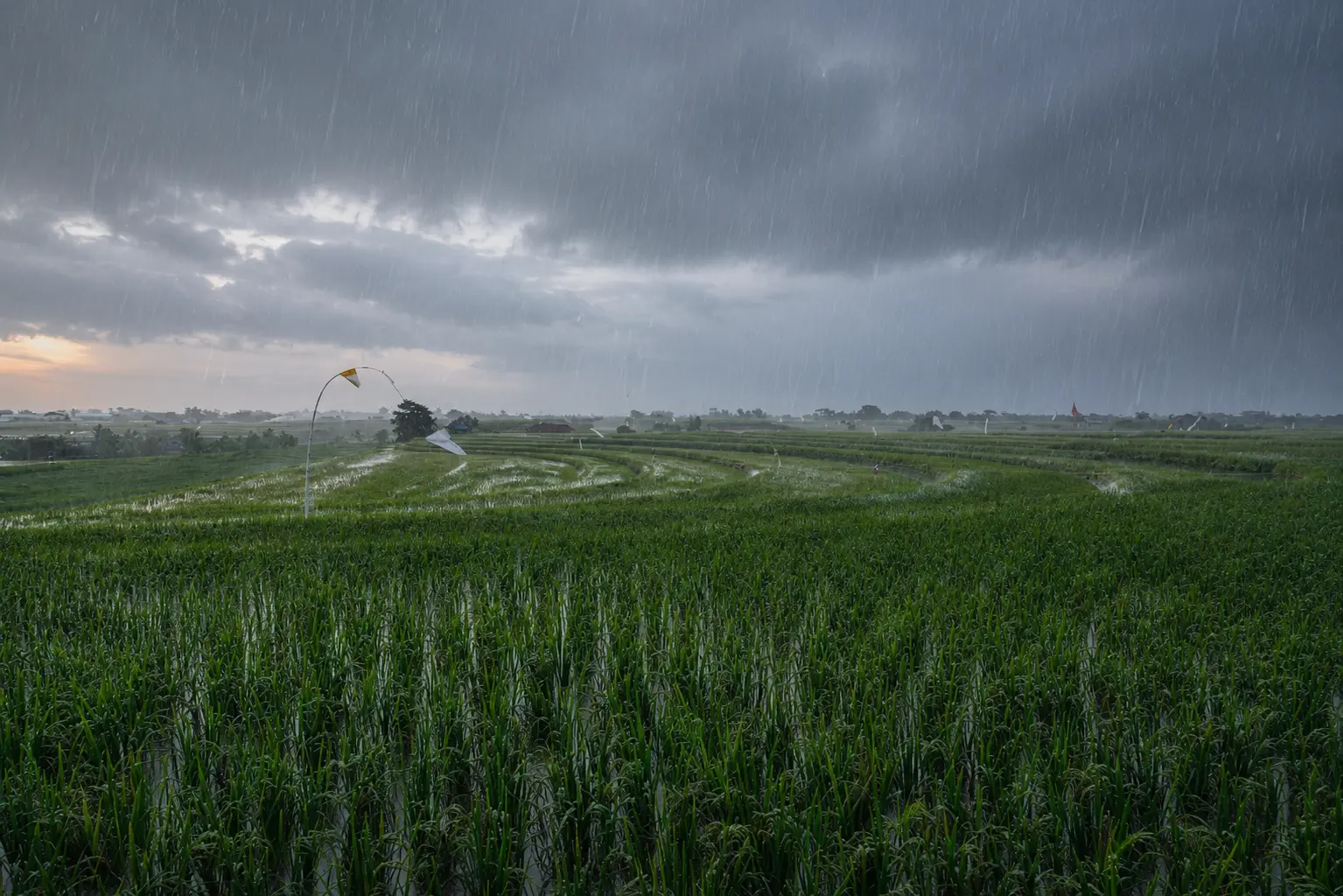 Wet Farm